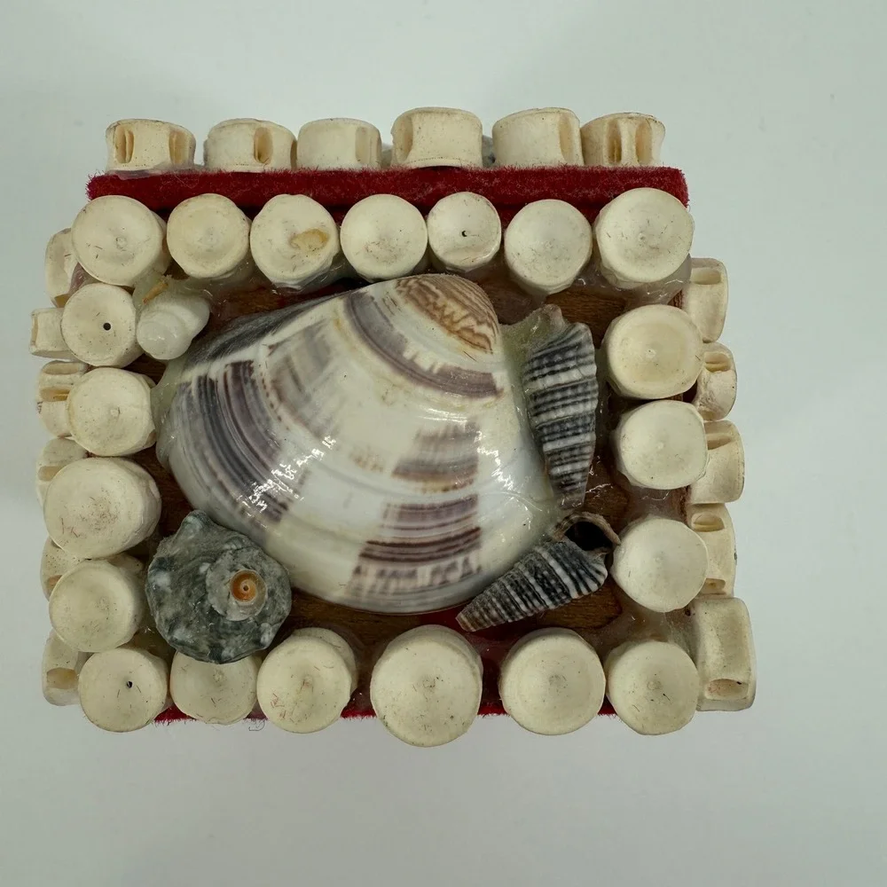 Vintage Seashell Trinket Box Shark Vertebrae Bone Rings Red Velvet Lined 3.5